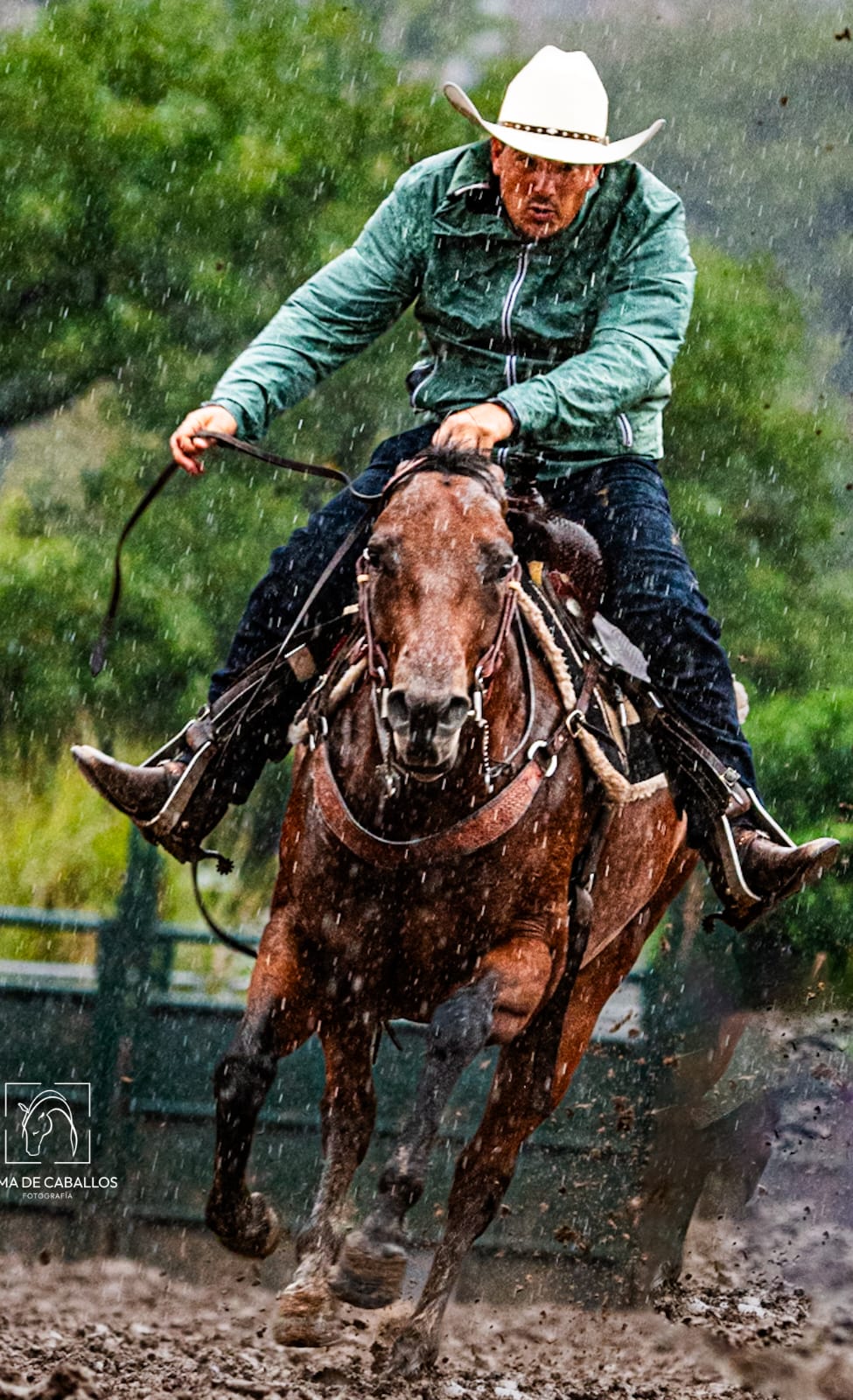 Estacas y Caballos